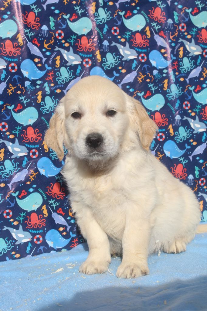 AIKO JUNIOR male fauve clair (collier violet)