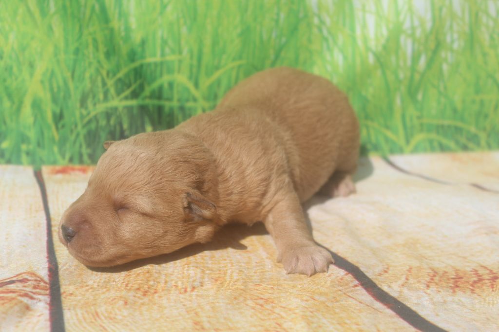 MALE FAUVE - Lakeland Terrier