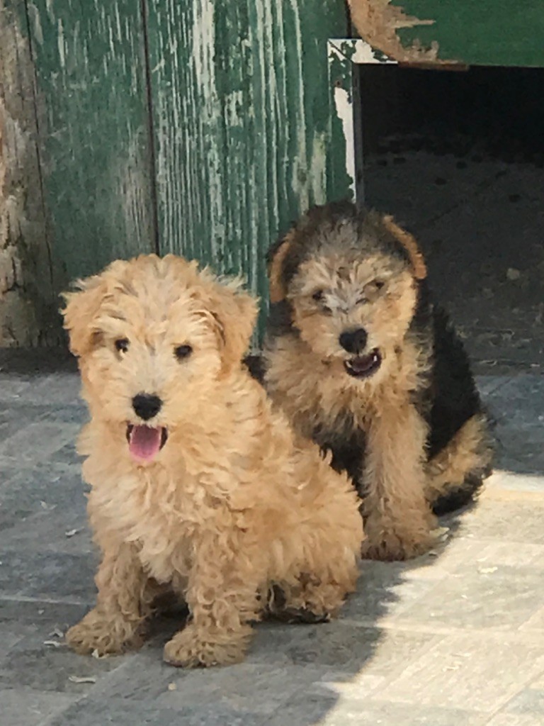 Vrap. male fauve (collier jaune)
