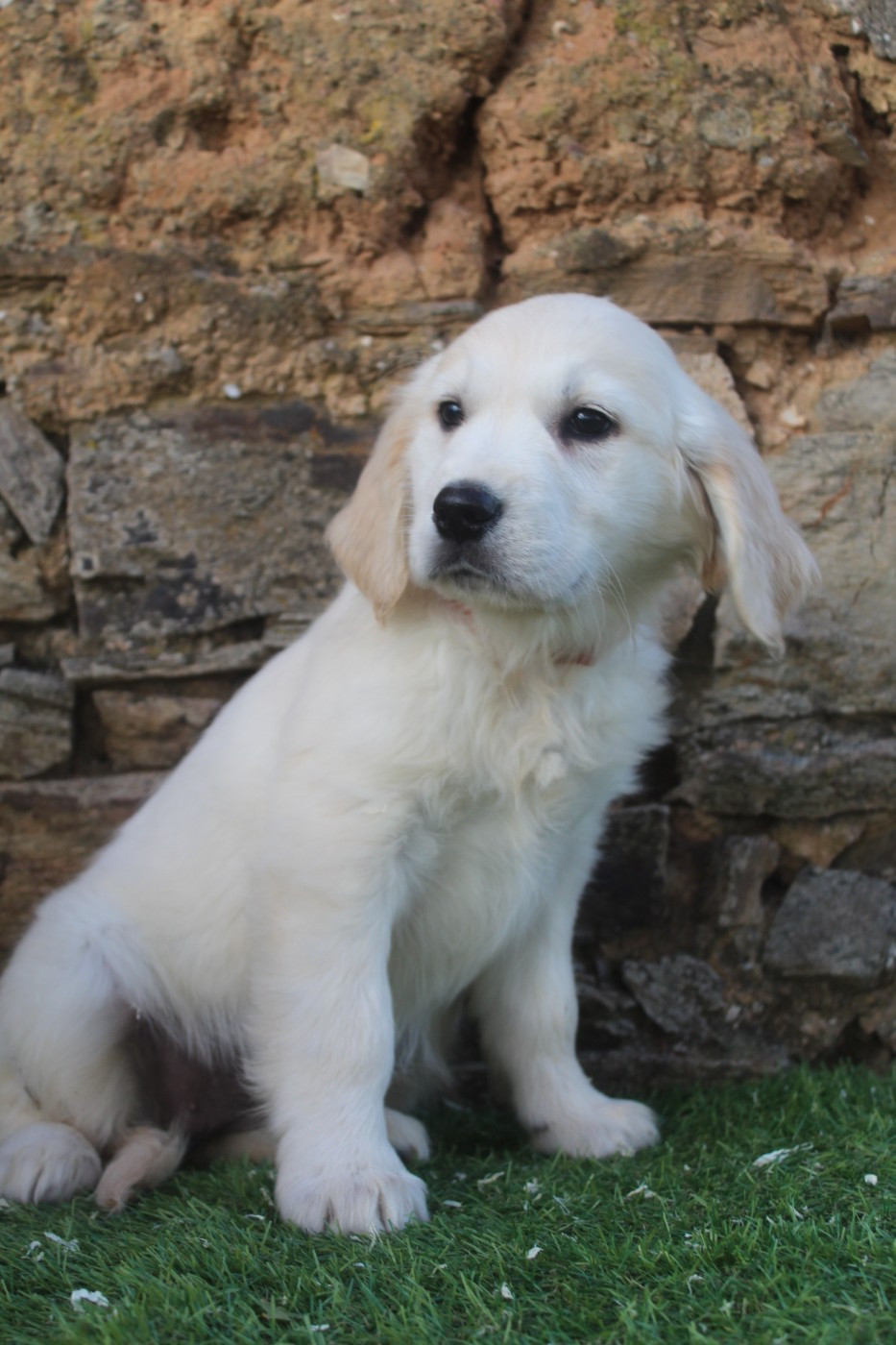 AIRELLE femelle sable (collier orange)