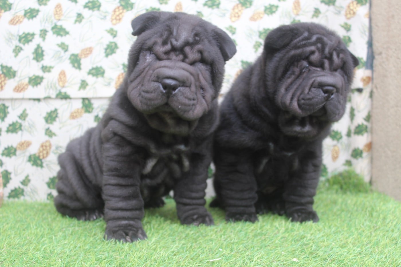 Shar Pei - of caniland's dream