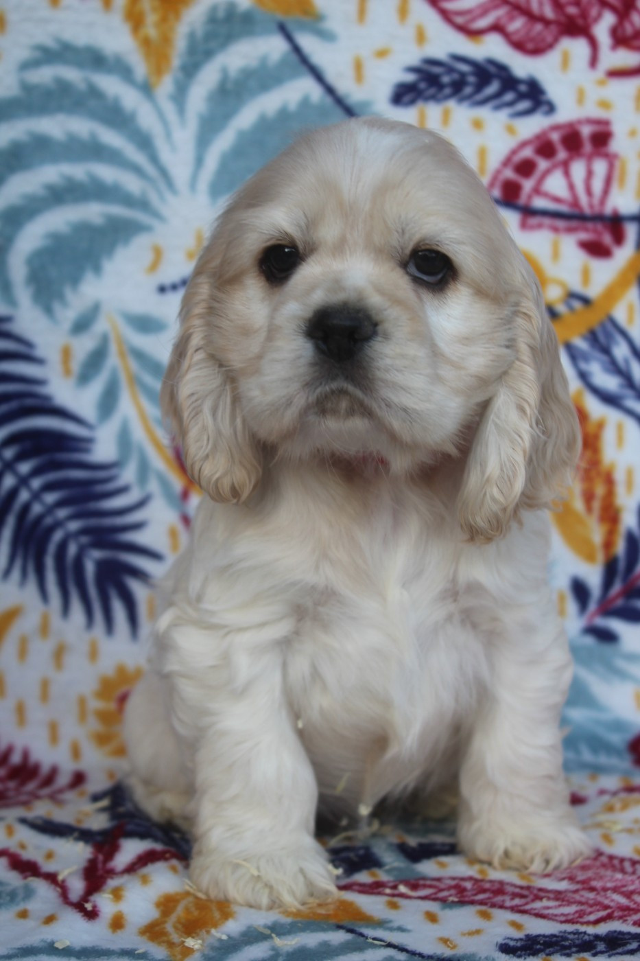 MALE BLOND (collier rouge)