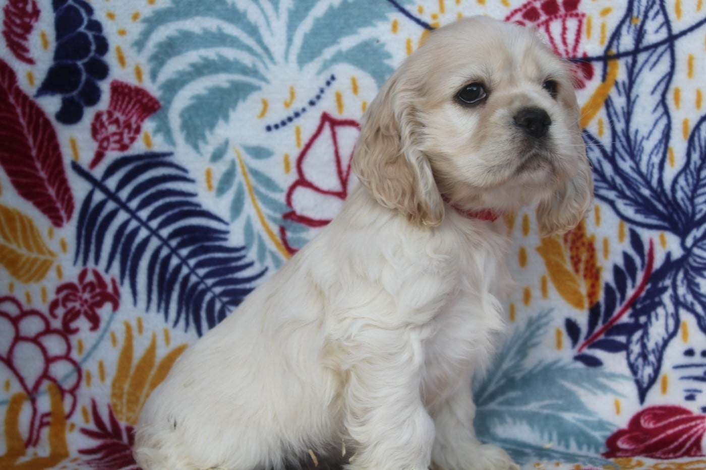 MALE BLOND (collier rouge)