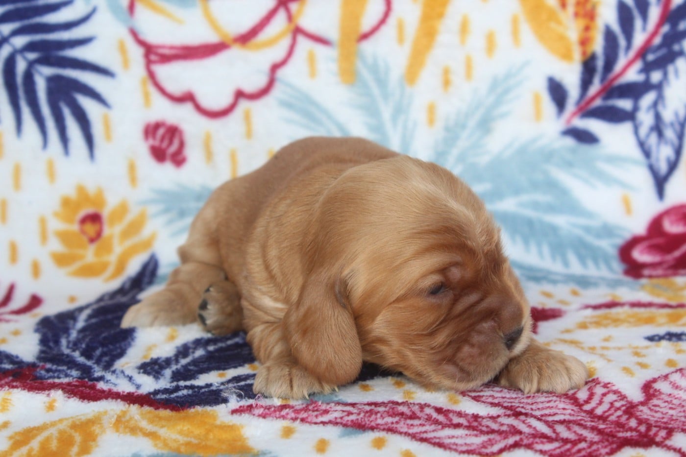 MALE FAUVE - Cocker Spaniel Anglais