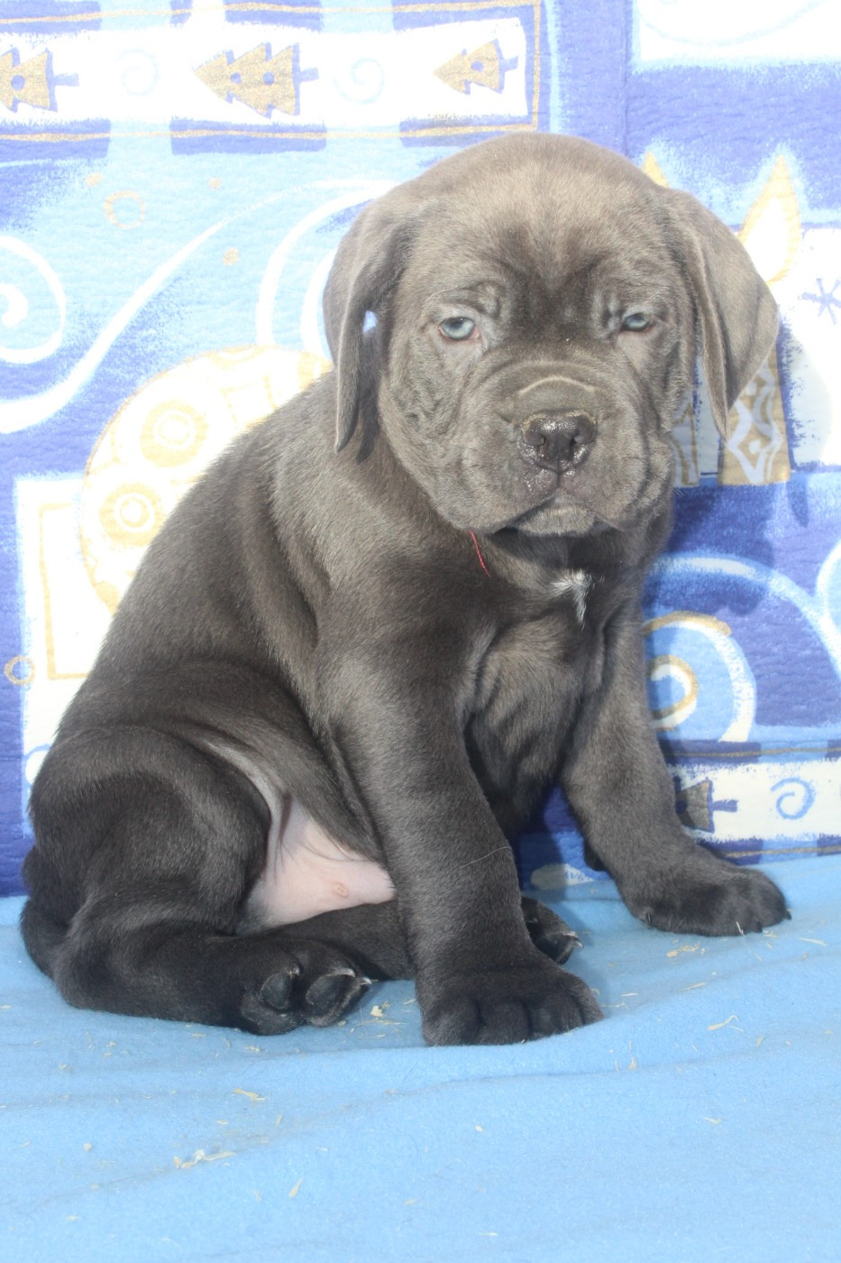 male gris bleu ( collier rouge)