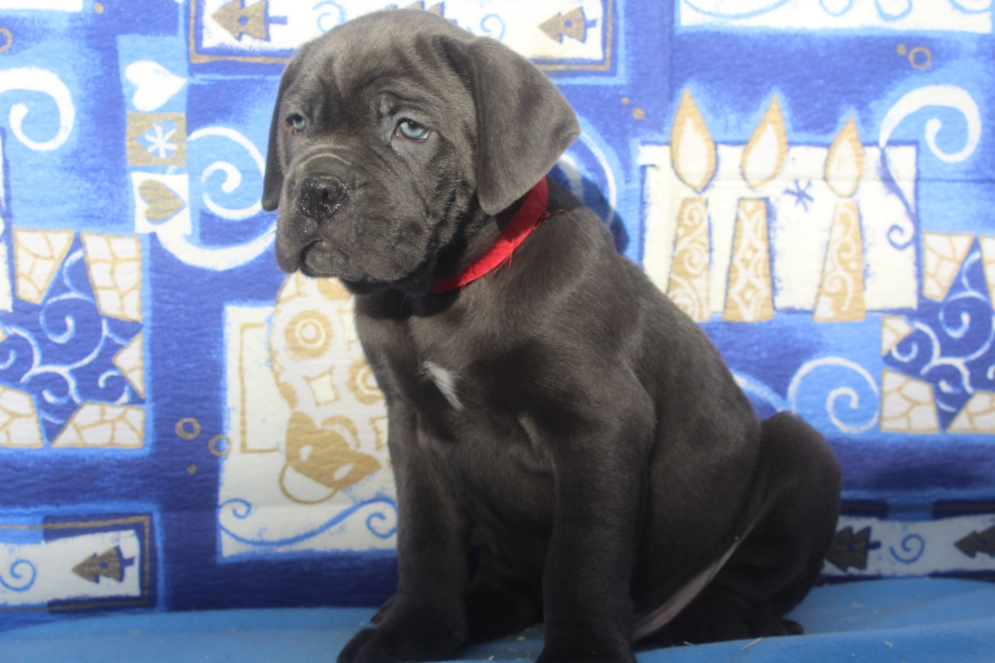 male gris bleu ( collier rouge)