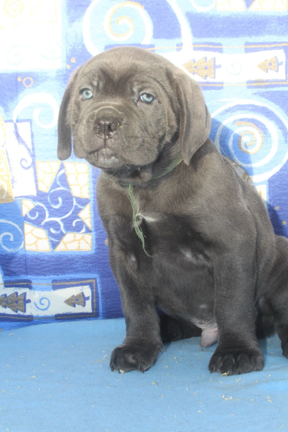 male gris bleu (collier vert)