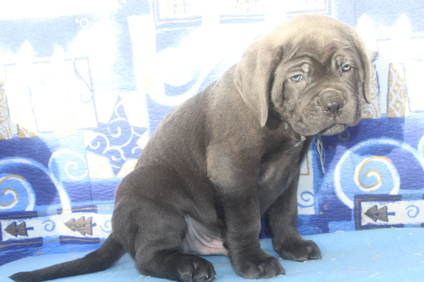 male gris bleu (collier vert)