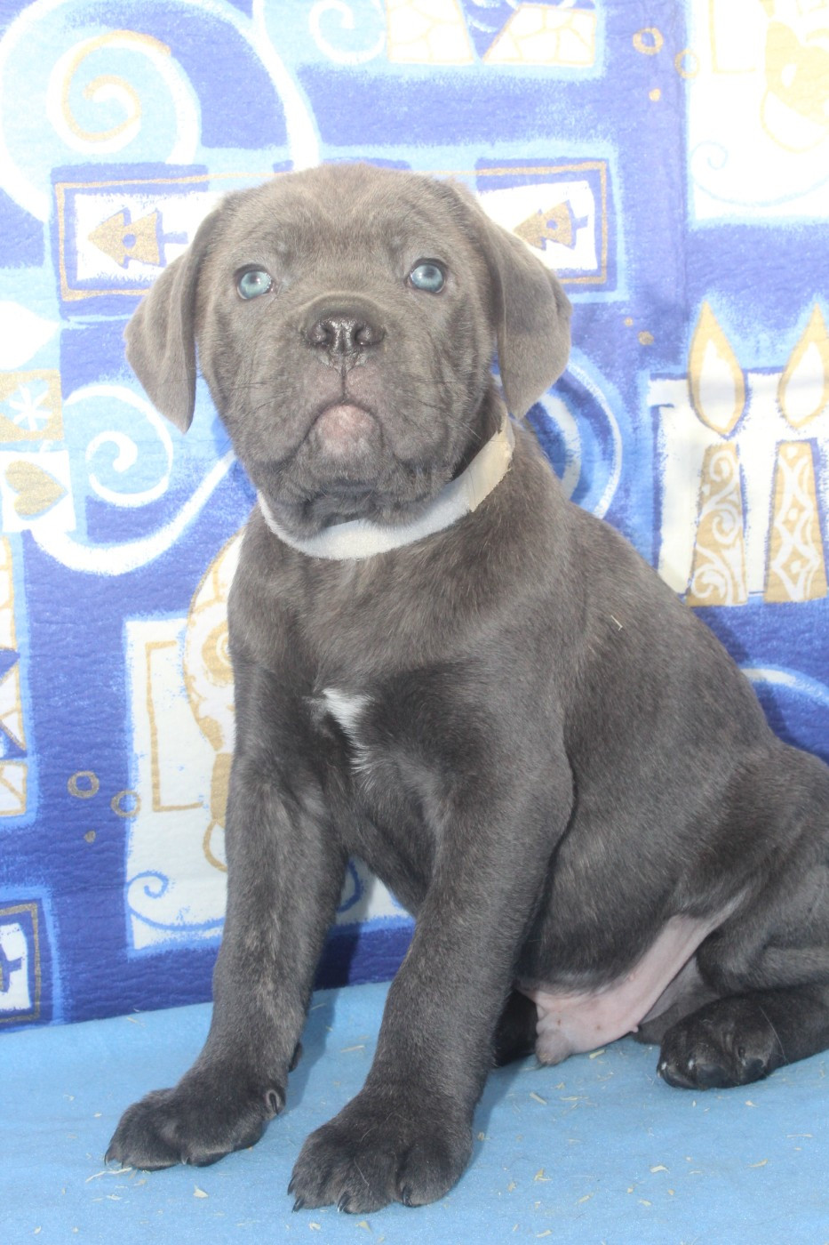 male gris bleu (collier blanc)