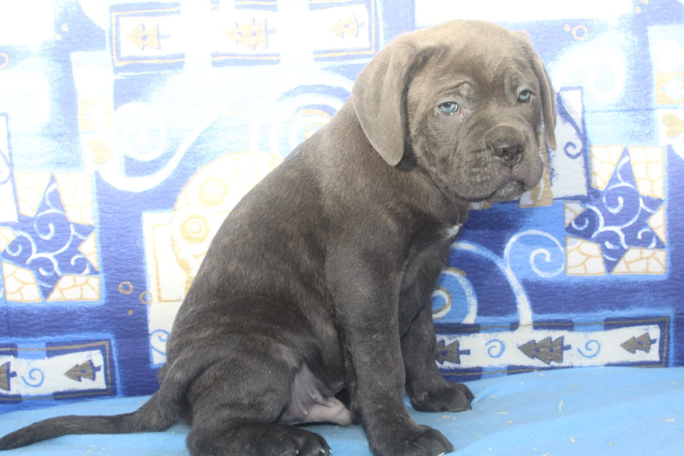male gris bleu (collier blanc)