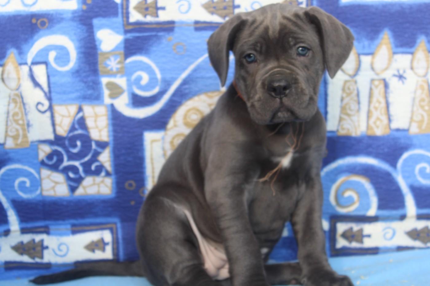 ARROS male gris bleu (collier orange)