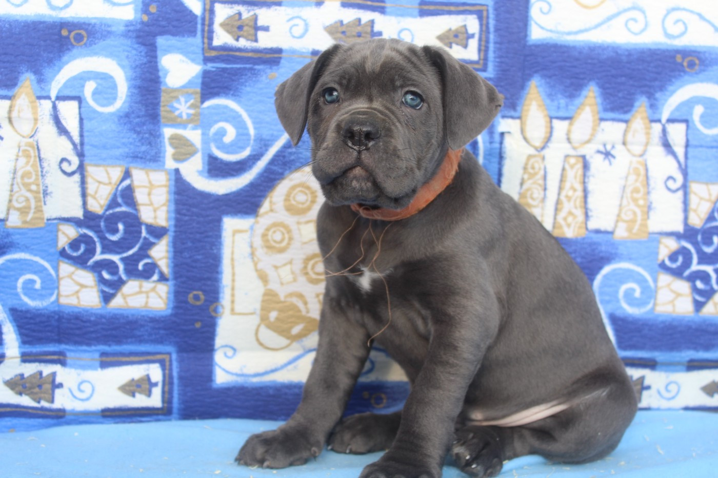 ARROS male gris bleu (collier orange)