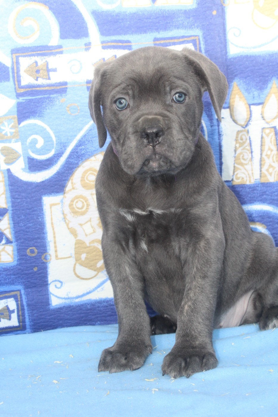 AYA femelle gris bleu collier violet