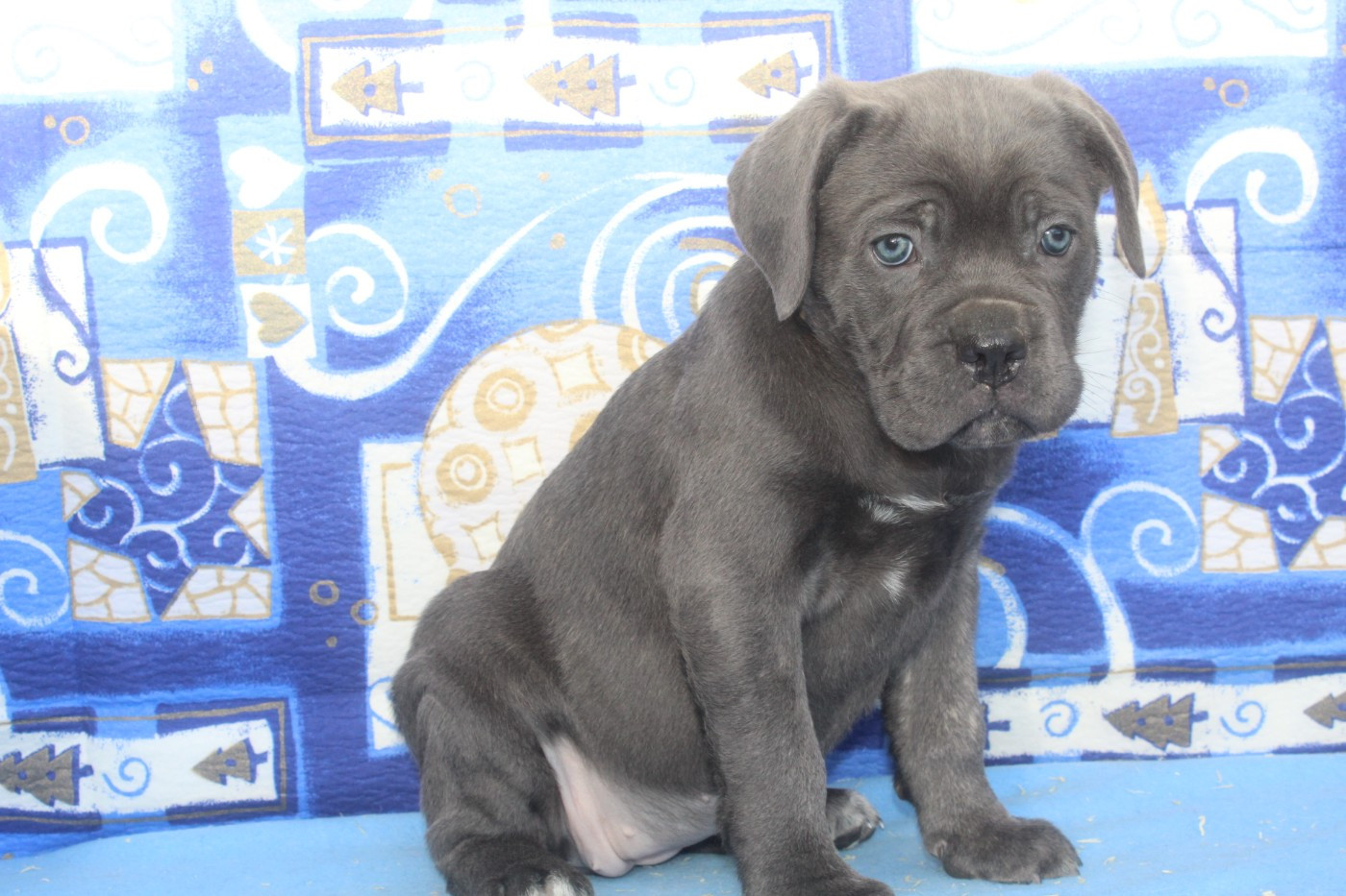 AYA femelle gris bleu collier violet