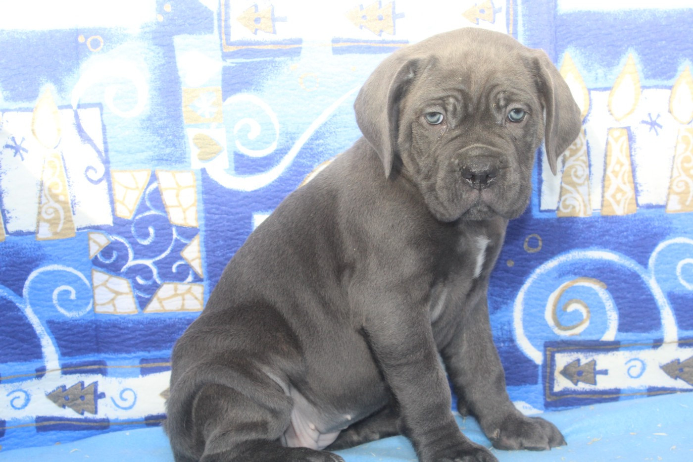 ARC EN CIEL femelle gris bleu (collier jaune)