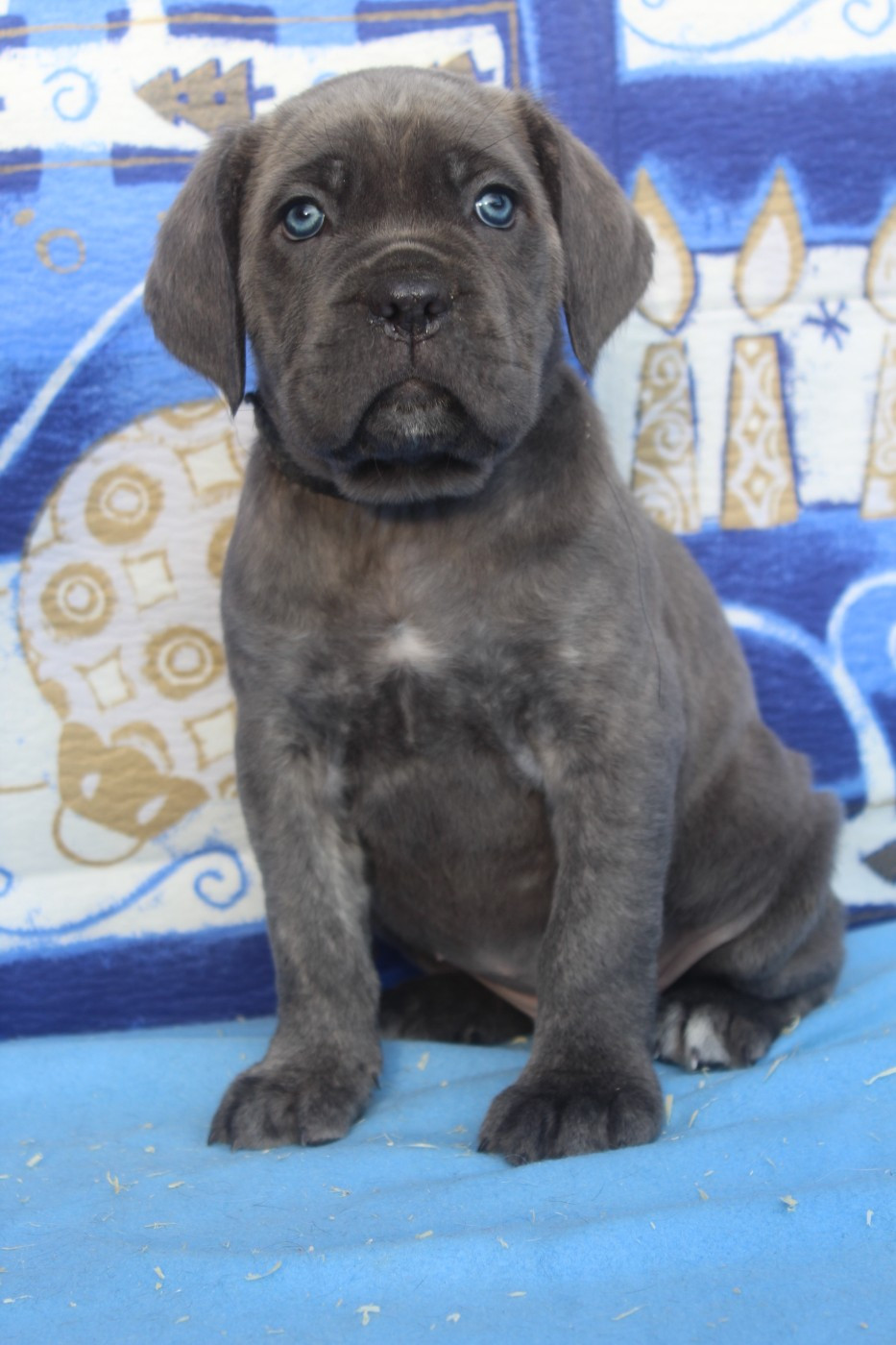 femelle gris bleu bringé (collier noir)
