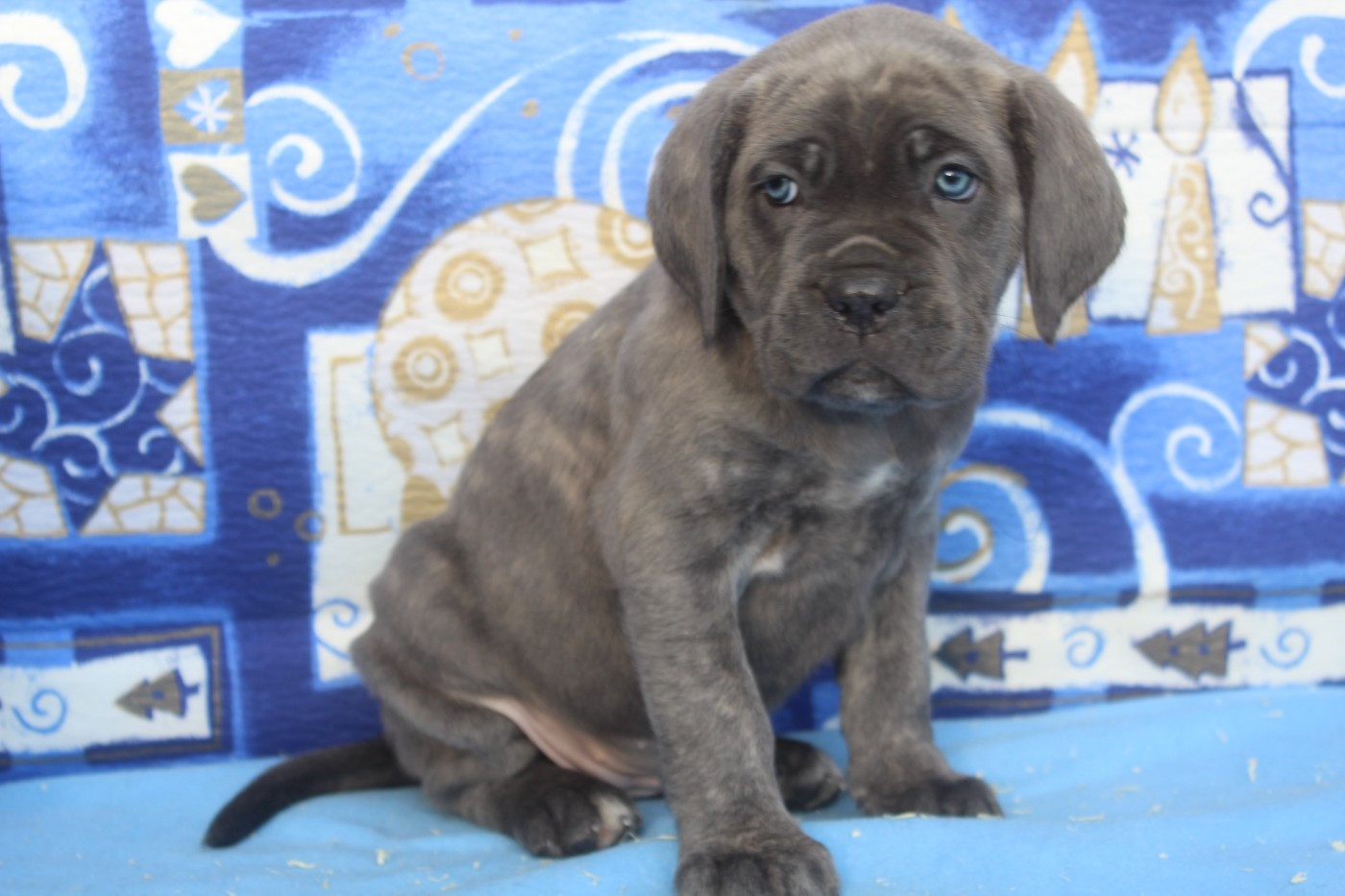 femelle gris bleu bringé (collier noir)
