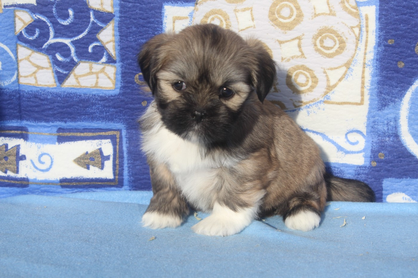 FEMELLE collier noir