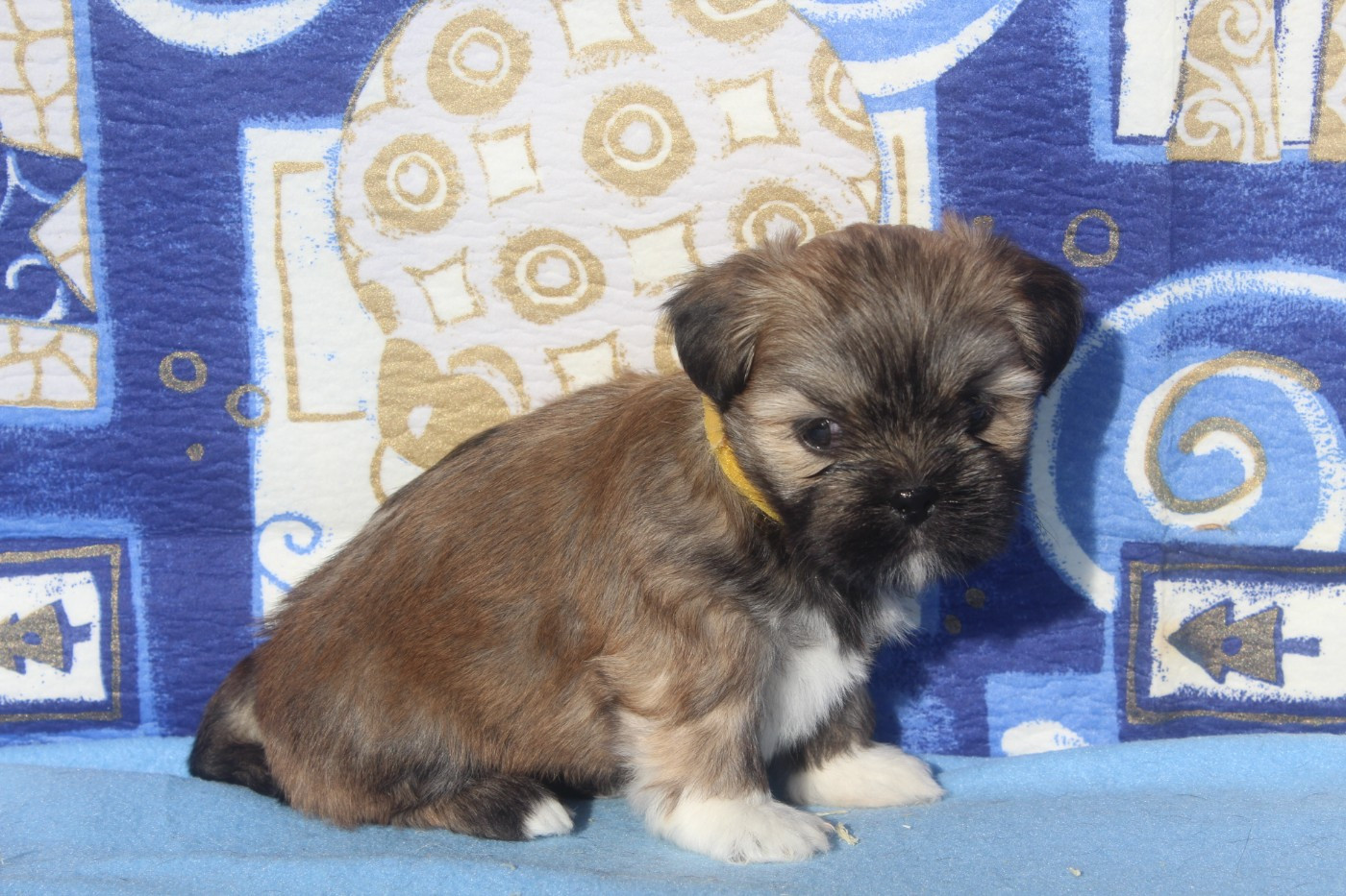 FEMELLE collier jaune