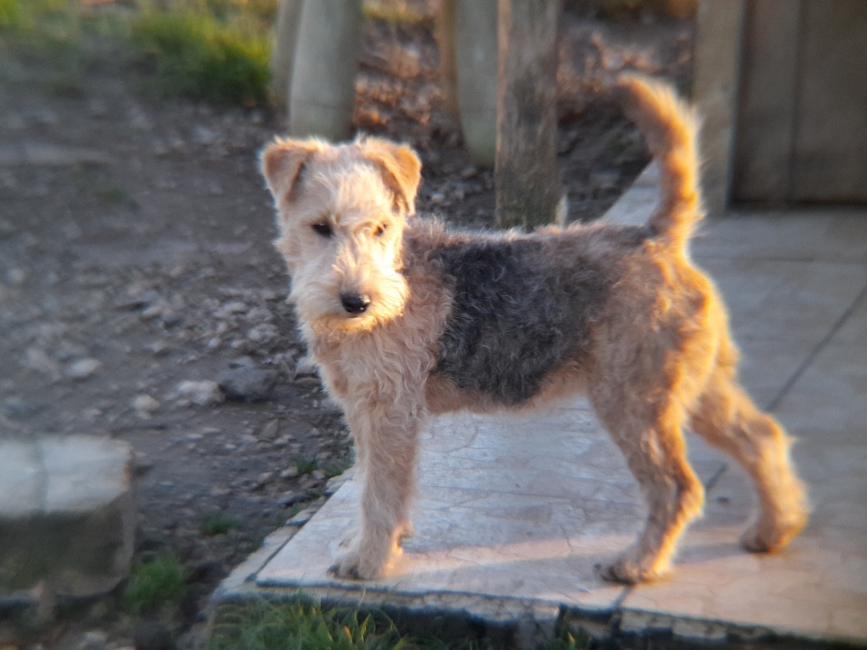 AVOINE femelle noir et feu