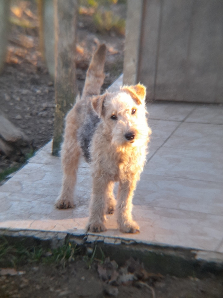 AVOINE femelle noir et feu