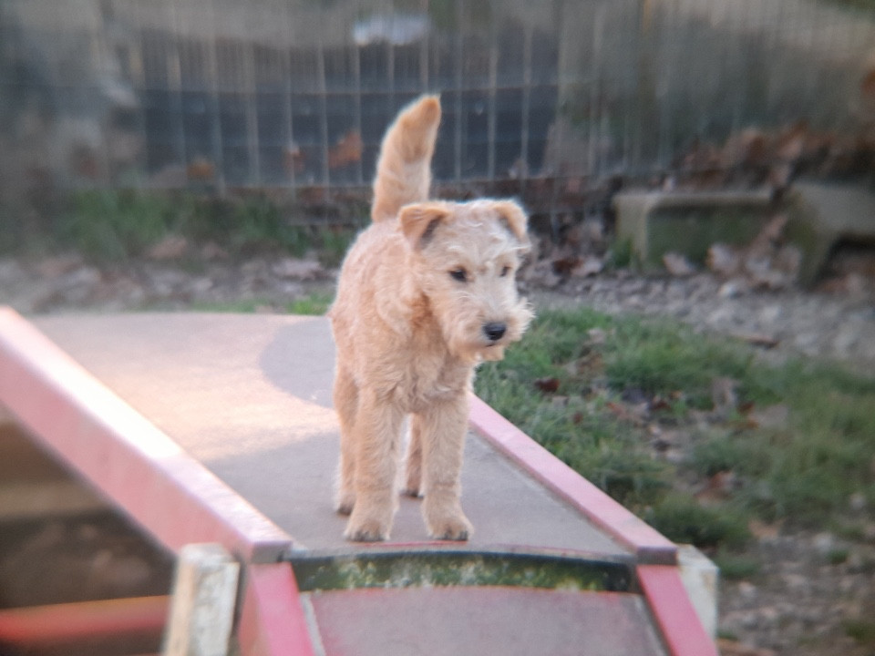 ABSINTHE femelle fauve (collier noir)