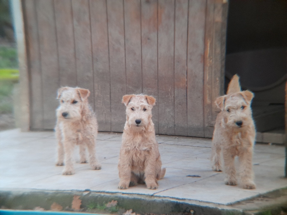 ABSINTHE femelle fauve (collier noir)