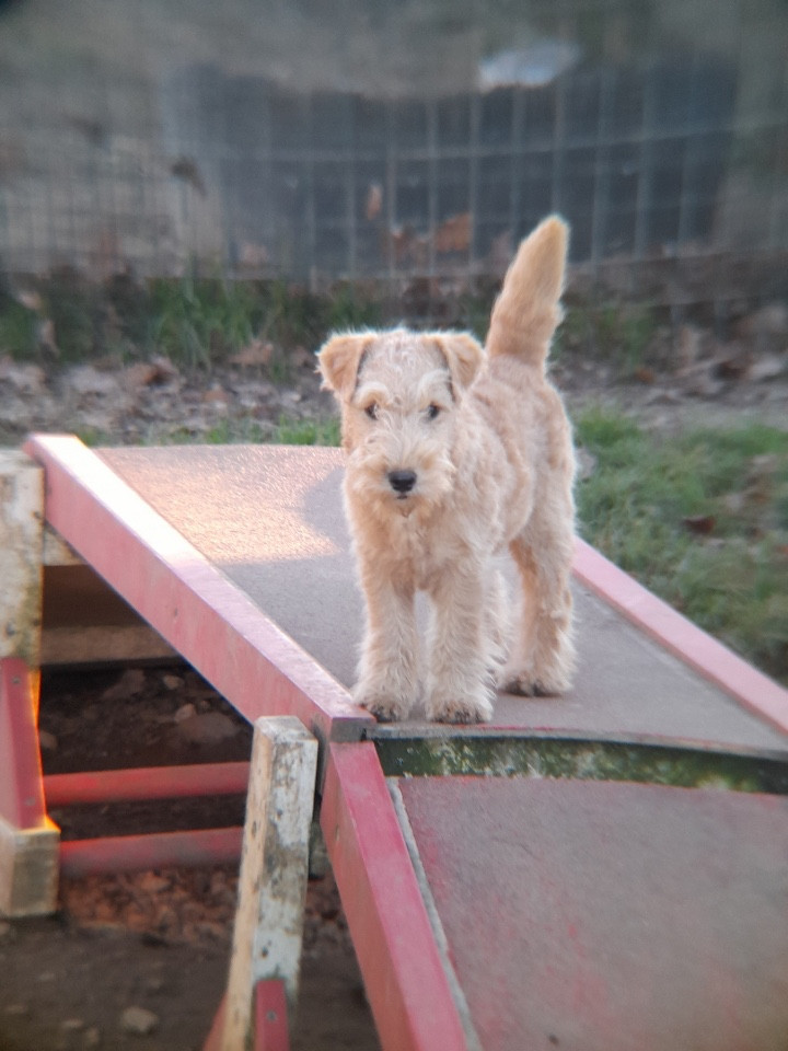 ANISETTE Femelle fauve (collier rose)
