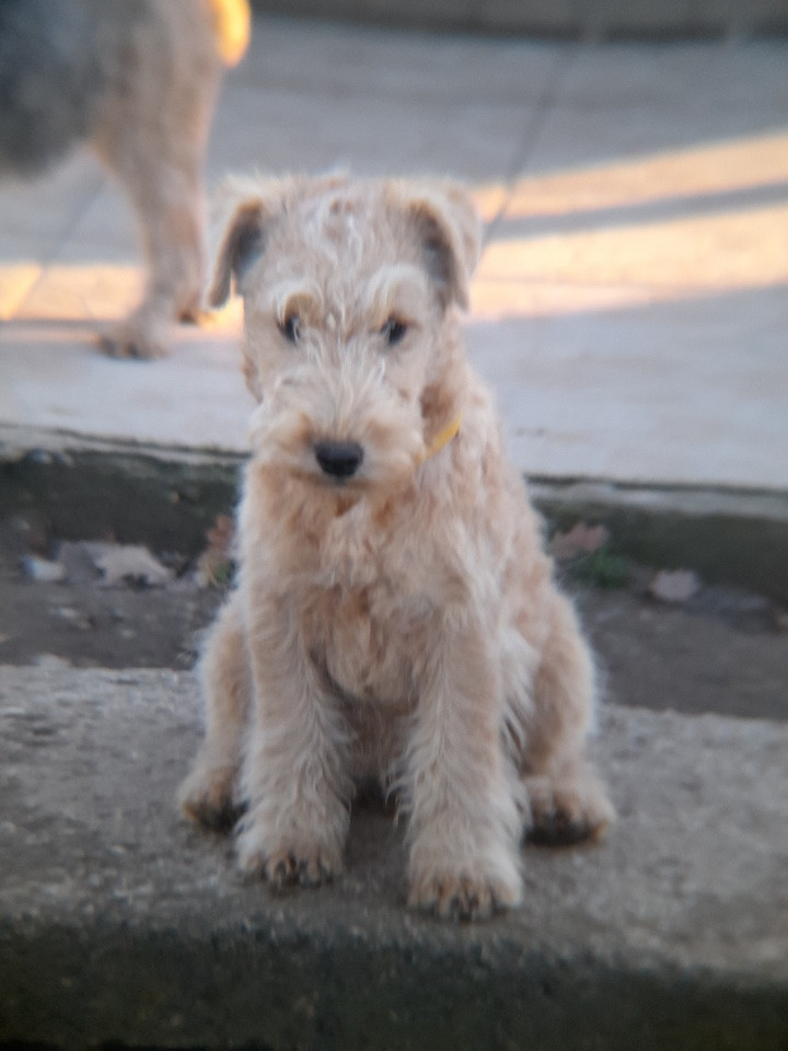ANISETTE Femelle fauve (collier rose)