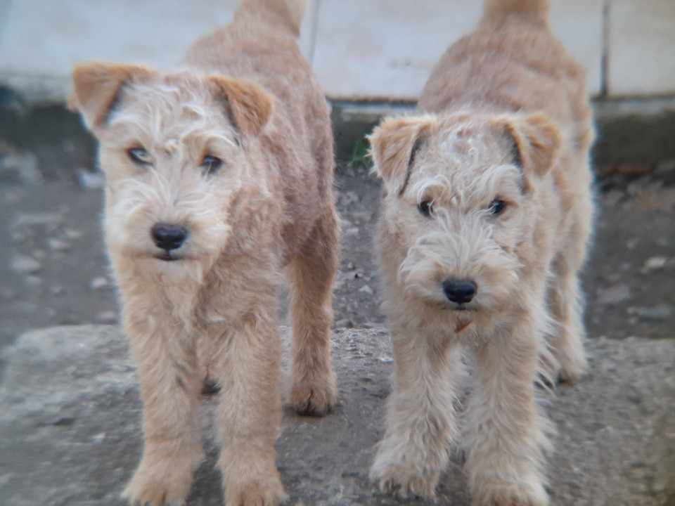 ANISETTE Femelle fauve (collier rose)