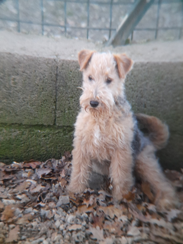 ABRACADABRA femelle noir et feu