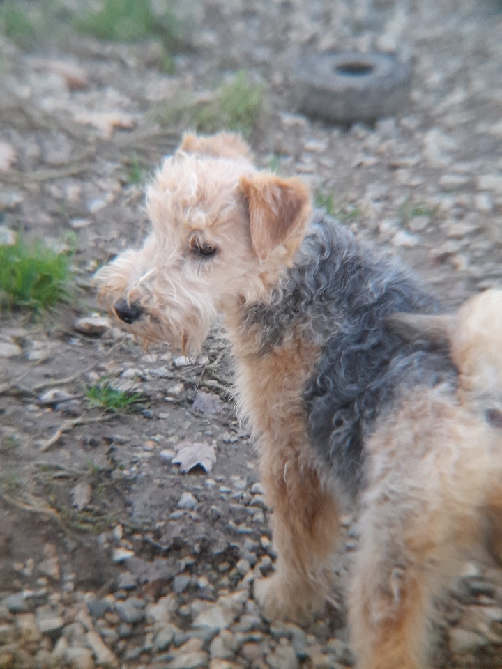 ABRACADABRA femelle noir et feu