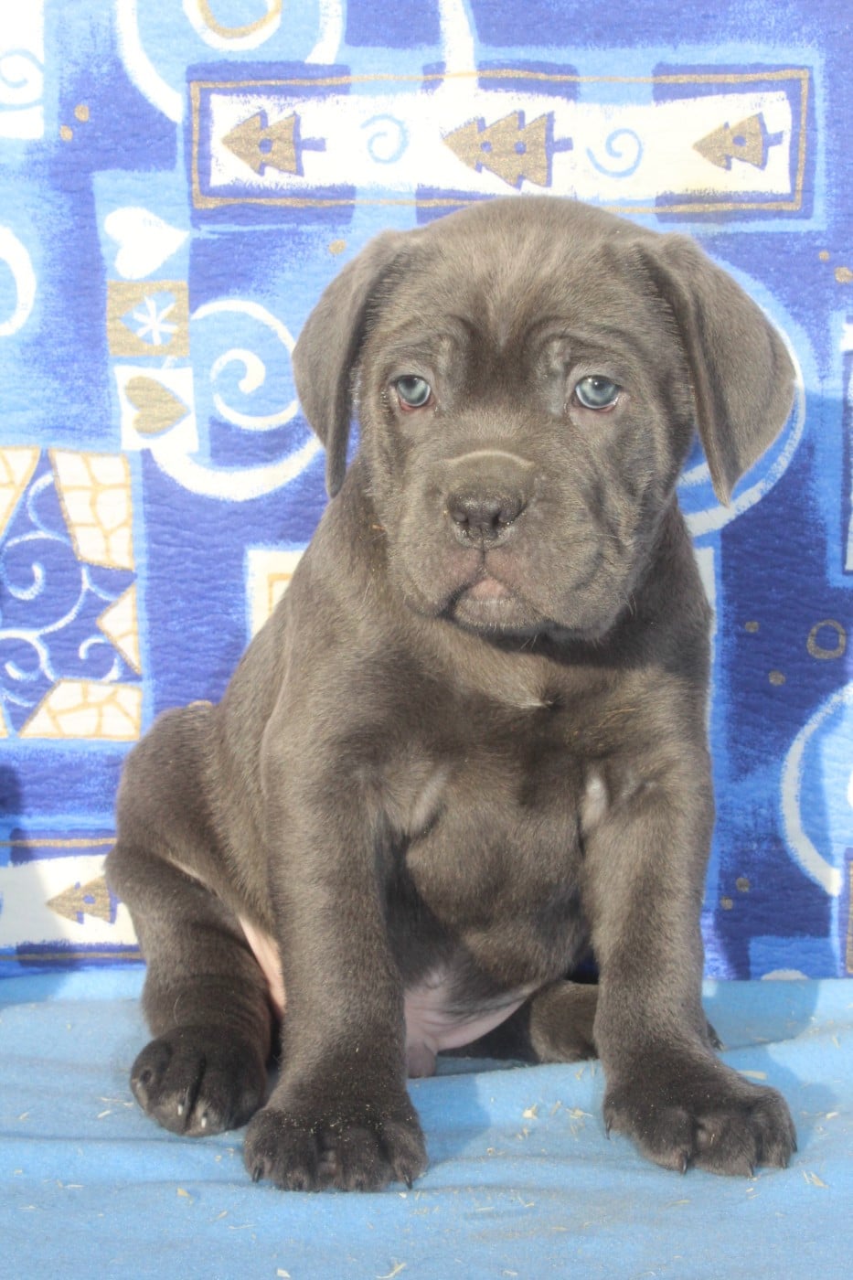 ARROS male gris bleu (collier orange)