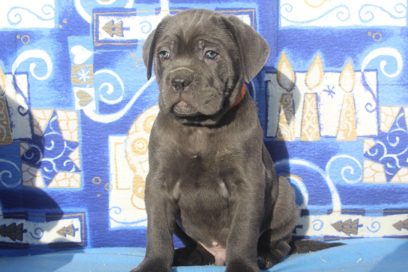 ARROS male gris bleu (collier orange)