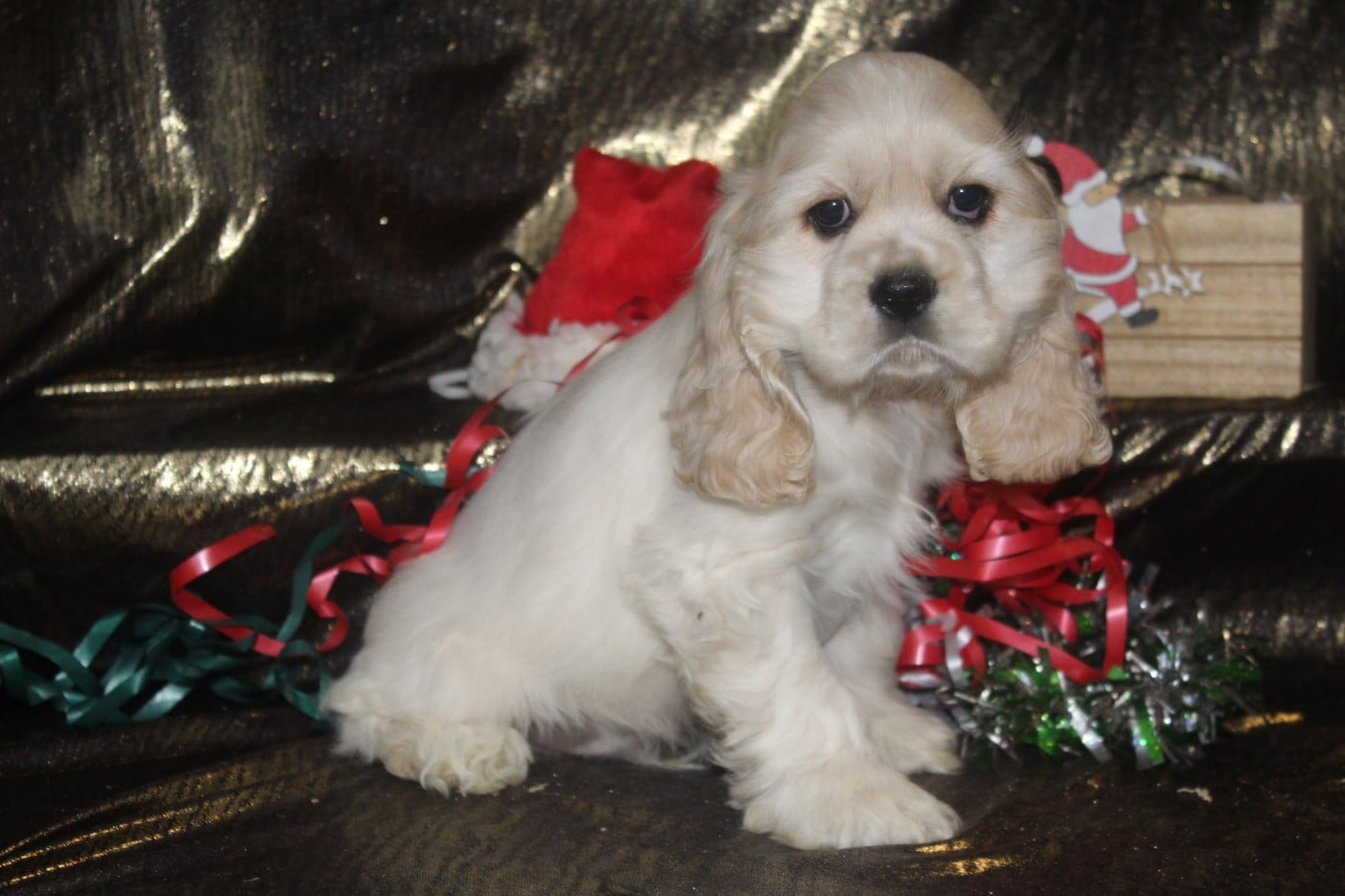 MALE BLOND (collier rouge)