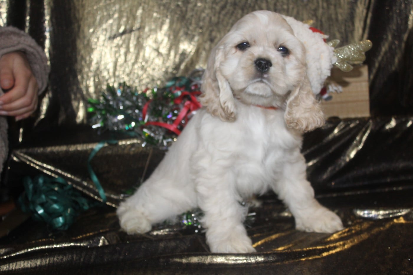 MALE BLOND (collier orange)