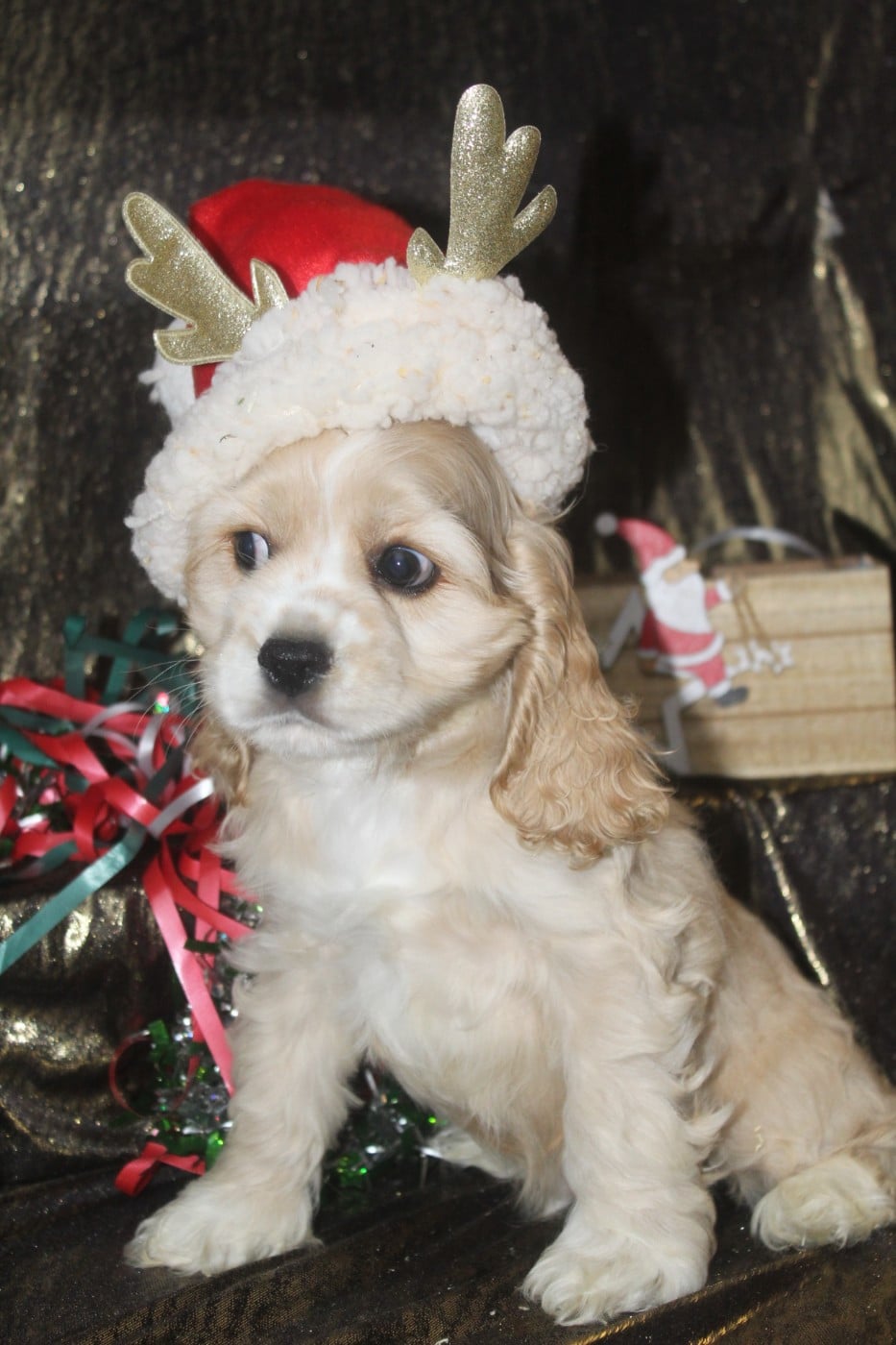 MALE BLOND (collier blanc)