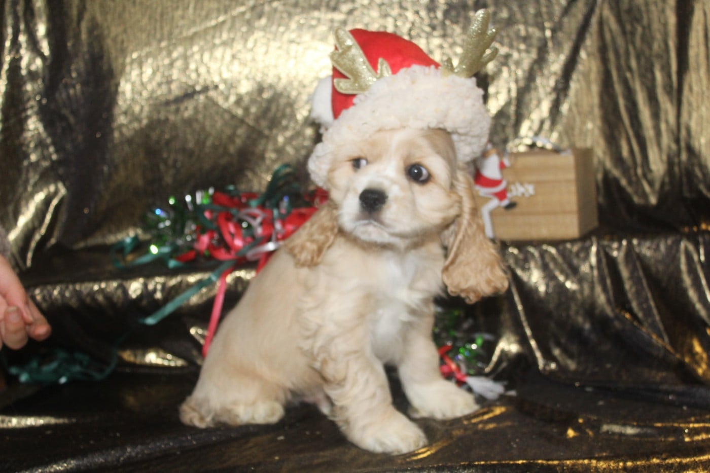 MALE BLOND (collier blanc)