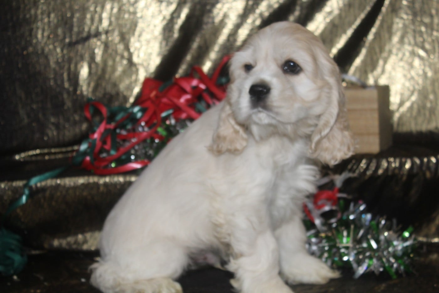 MALE BLOND (collier noir)
