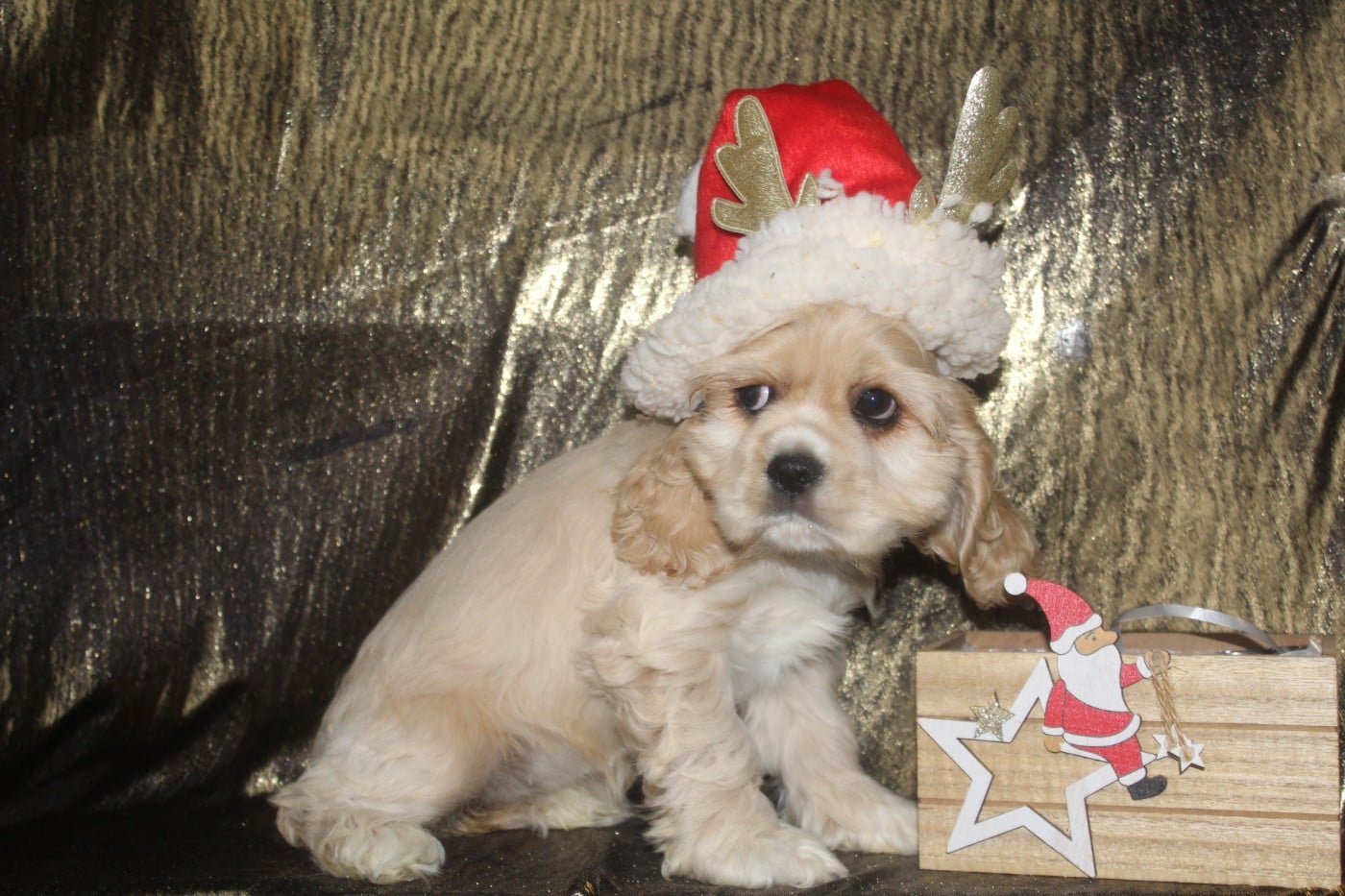 FEMELLE BLONDE (collier rouge)