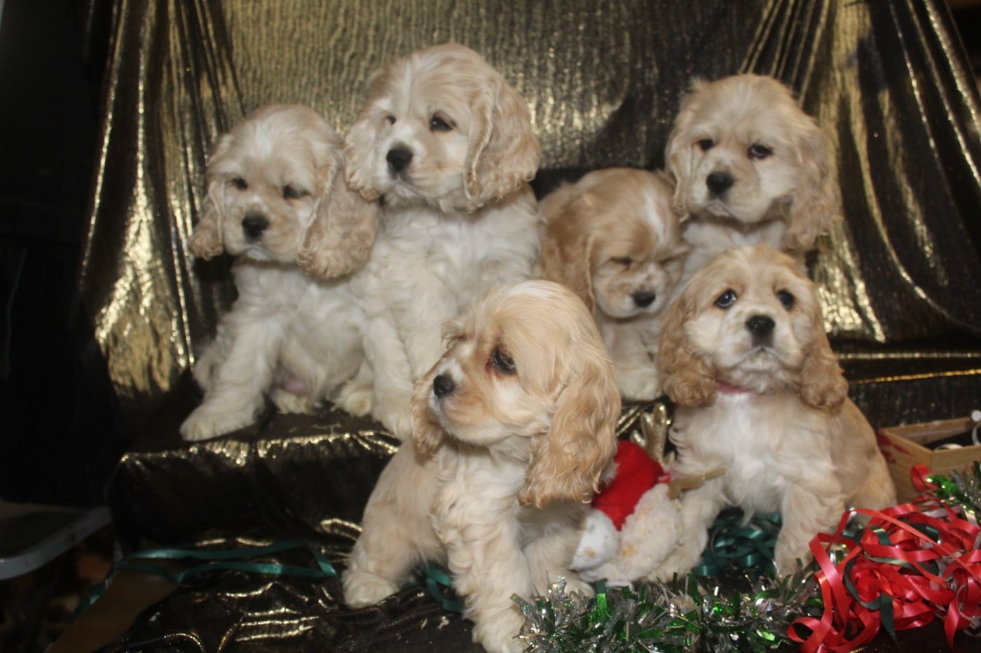 American Cocker Spaniel - of caniland's dream