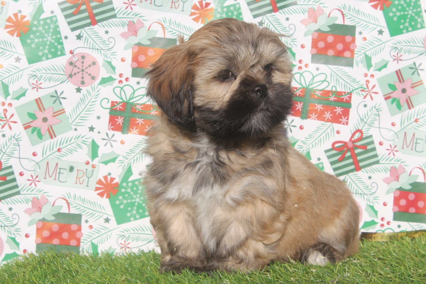 Abby FEMELLE COLLIER ROSE