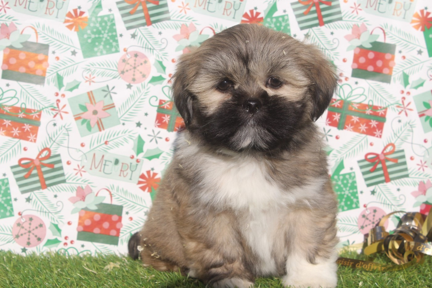 A FEMELLE collier noir