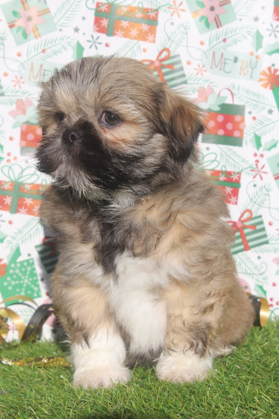 AKIM NOE MALE collier bleu