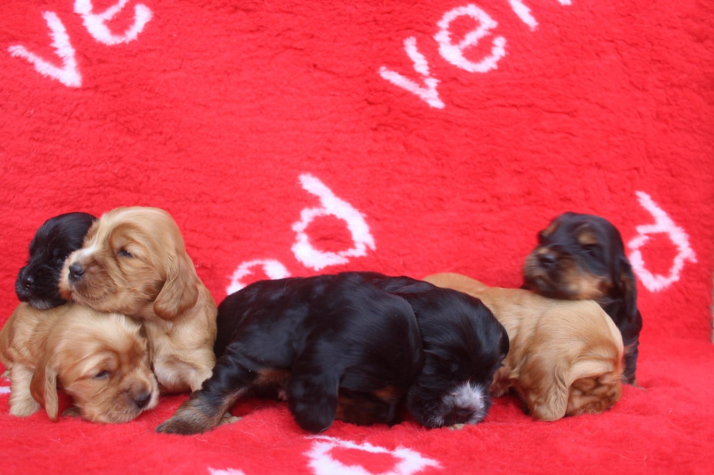 Cocker Spaniel Anglais - of caniland's dream