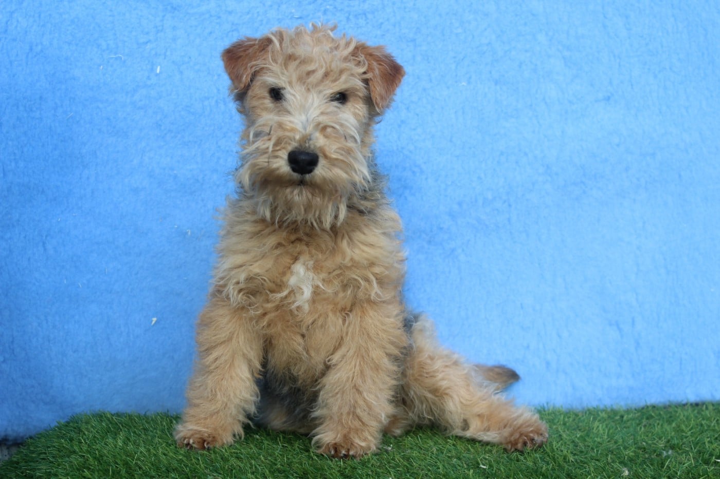 ABRACADABRA femelle noir et feu