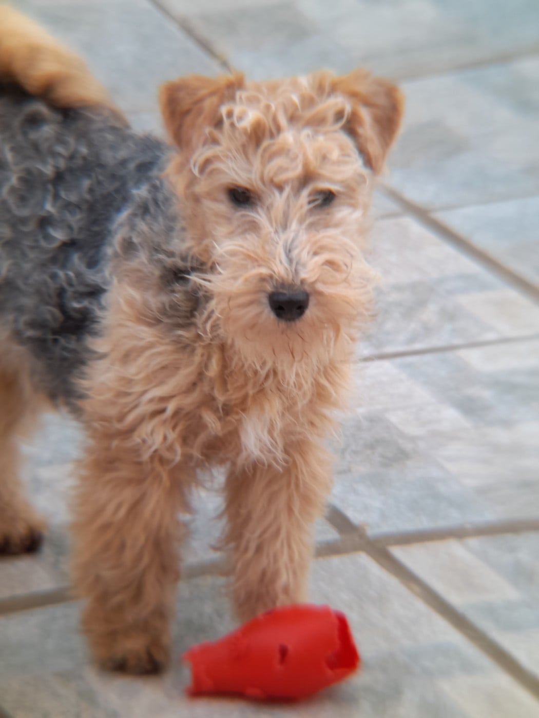 ABRACADABRA femelle noir et feu