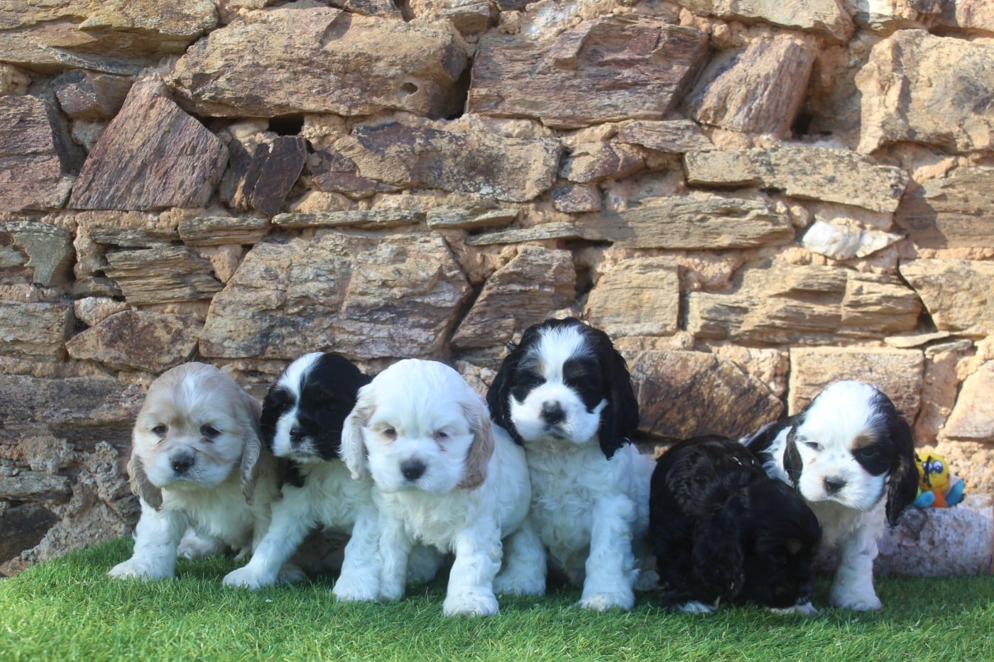 American Cocker Spaniel - of caniland's dream