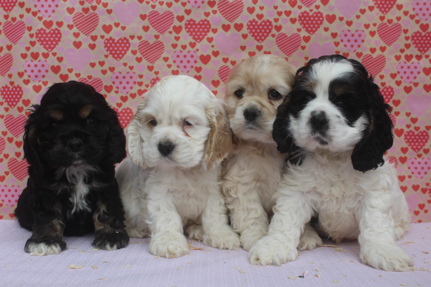 American Cocker Spaniel - of caniland's dream