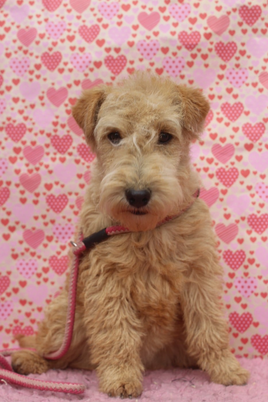 ABSINTHE femelle fauve (collier noir)